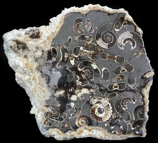 Polished Ammonite Fossil Slab - Marston Magna Marble #42109